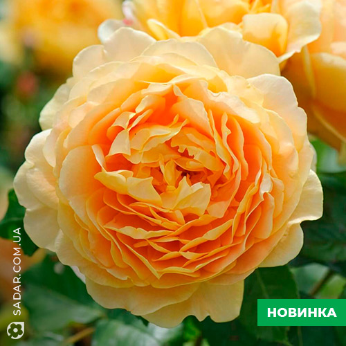 Саджанці рози Голден Селебрейшн (англійська) - Image 2