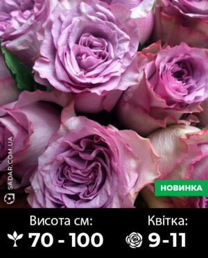 Саджанці рози Дольчетто