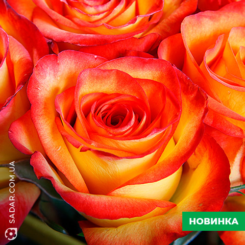Саджанці рози Хай Меджик