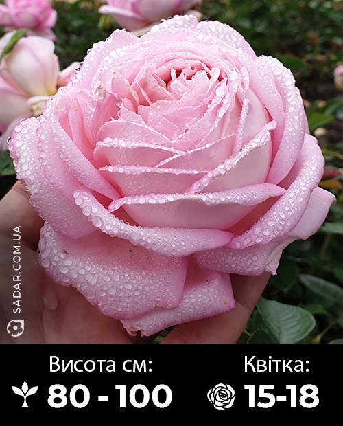 Саджанці рози Хісторі (Велика квітка)
