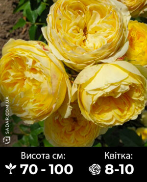 Саджанці рози Кассандра