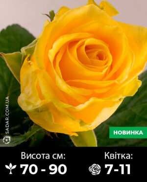 Саджанці рози Пенні Лейн