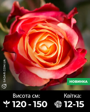 Саджанці рози Три-Д (3D)