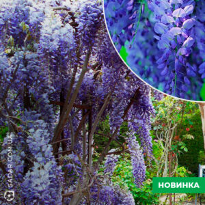 Гліцинія синя Блу Мун