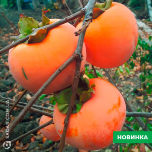 Хурма Віргінська (привита 2 роки)