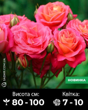 Саджанці рози Мідсаммер