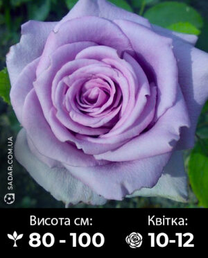 Саджанці рози Шарль де Голль