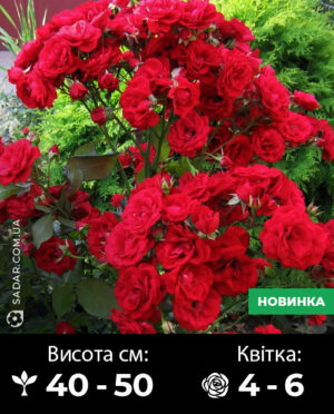 Саджанці рози Крапелька (Дрібноквіткова)