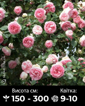 Саджанці рози Едем Роуз (Пєр Де Ронсар)