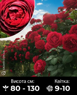 Саджанці рози Кінг Артур