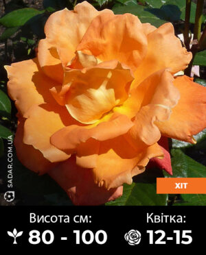 Саджанці рози Луї де Фюнес (дуже велика квітка)