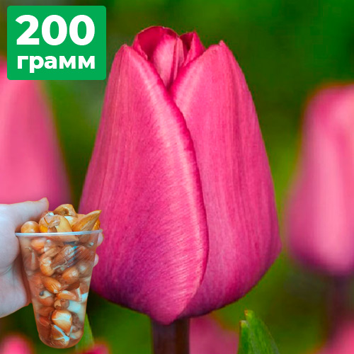 200 грам діток тюльпана Expression