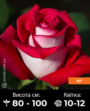 Саджанці рози Люксор