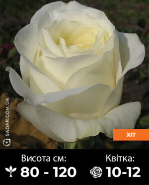 Саджанці рози Анастасія