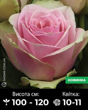 Саджанці рози Бель роуз