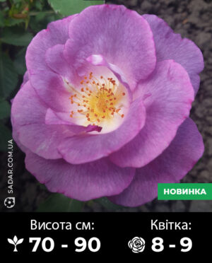 Саджанці рози Блю фо ю