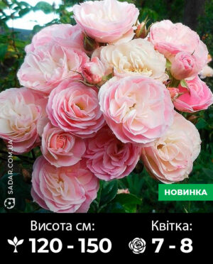 Саджанці рози Букет Парфе