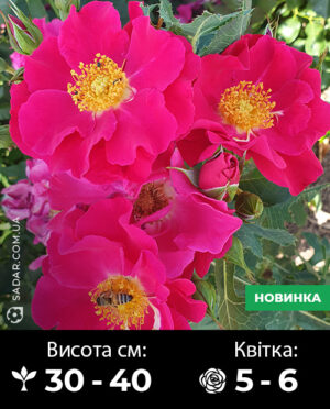 Саджанці рози Чимо (грунтопокривна)