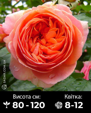 Саджанці рози Чіппендейл