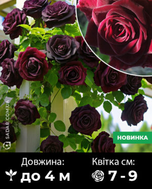 Саджанці рози Чорна Королева (плетиста)