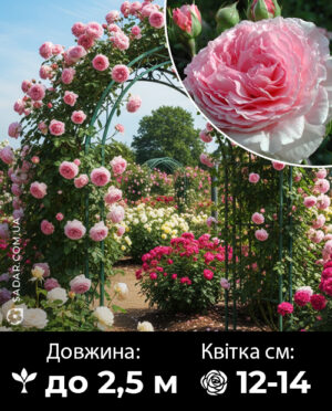 Саджанці рози Джеймс Гелвей (плетиста)