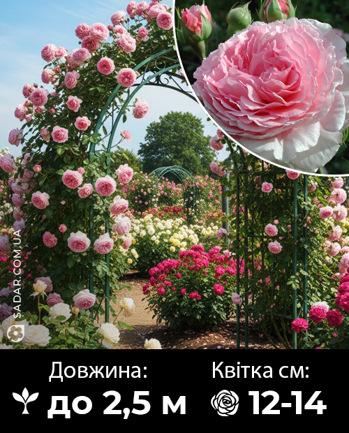 Саджанці рози Джеймс Гелвей (плетиста)
