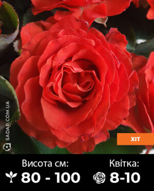 Саджанці рози Ель Торо (Безколючкова)