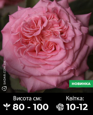 Саджанці рози Ешлі