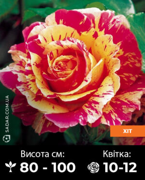 Саджанці рози Фаєр Крек