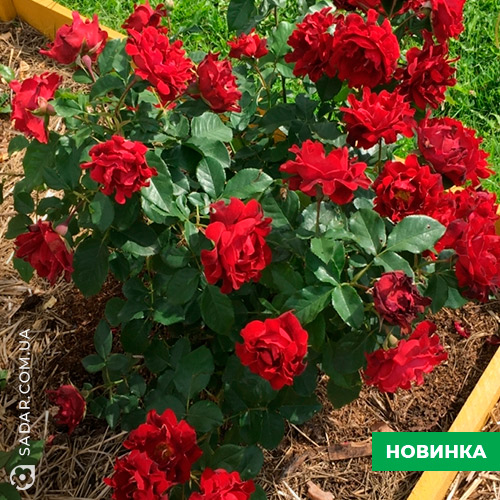 Саджанці рози Індіан Раффлс - Image 3