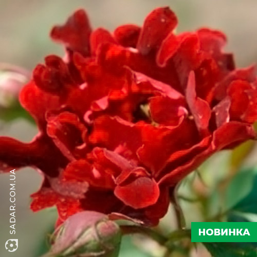 Саджанці рози Індіан Раффлс - Image 2