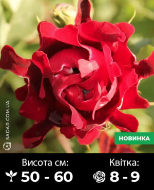 Саджанці рози Індіан Раффлс