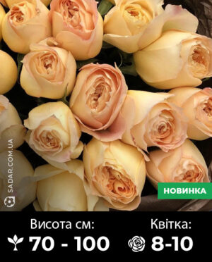 Саджанці рози Карамель антік
