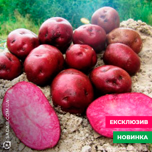 Картопля Ред мун (1 кг)