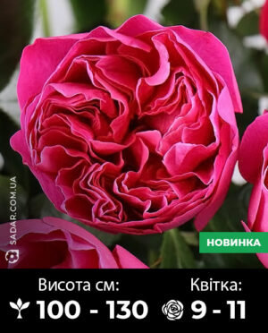 Саджанці рози Кейт