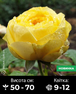 Саджанці рози Лемон Помпон (Флорібунда)