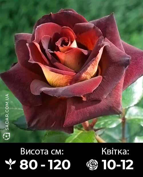 Саджанці рози Леонідас