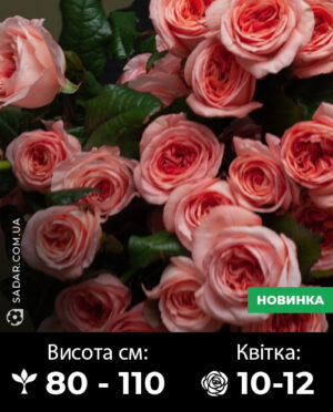 Саджанці рози Лондон Ай