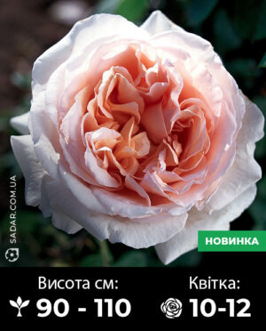 Саджанці рози Лорейн