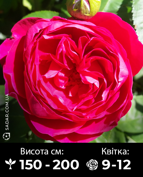 Саджанці рози Малиновий піон (паркова)