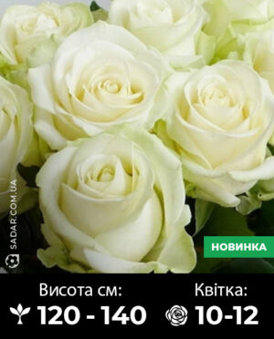 Саджанці рози Марвел біла