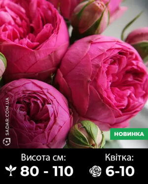 Саджанці рози Пінк Піано