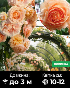 Саджанці рози Полька (плетиста)