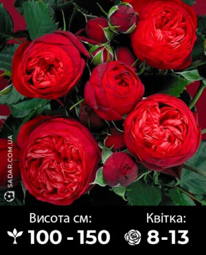 Саджанці рози Ред Піано