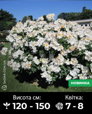 Саджанці рози Саллі Холмс