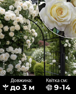 Саджанці рози Шнівальцер (плетиста)