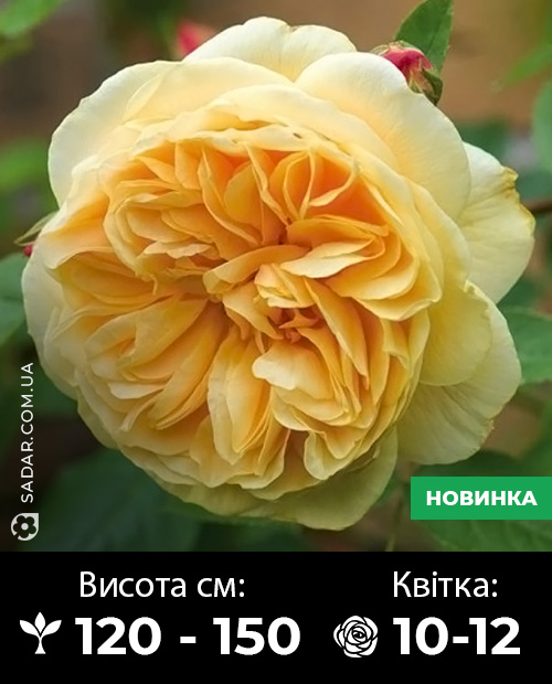 Саджанці рози Тизінг Джорджія