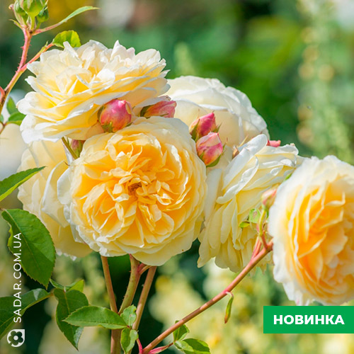 Саджанці рози Тизінг Джорджія - Image 2