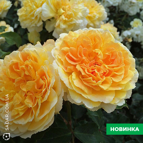 Саджанці рози Тизінг Джорджія - Image 3