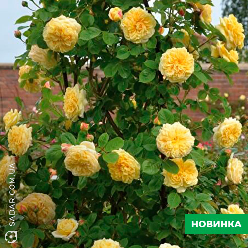 Саджанці рози Тизінг Джорджія - Image 4